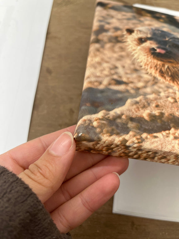Applecross Gallery - Photography By Jack Marris Outlet Otter Photographed by Jack Marris Canvas 12x8 inches Outlet Otter Photographed by Jack Marris Canvas 12x8 inches