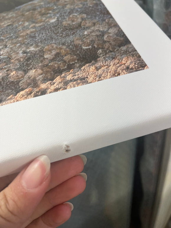 Applecross Gallery - Photography By Jack Marris Outlet Otter with White Border Photographed by Jack Marris Canvas 26x18 Outlet Otter with White Border Photographed by Jack Marris Canvas 26x18