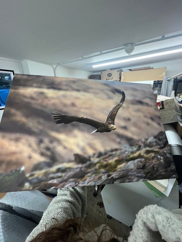 Applecross Gallery - Photography By Jack Marris Outlet White Tailed Eagle Photographed by Jack Marris Canvas 36x24 inches Outlet White Tailed Eagle Photographed by Jack Marris Canvas 36x24 inches