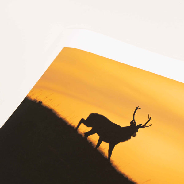 Applecross Photographic Gallery Image Medium Print 22"x13" Torgarve Stag, Applecross Wildlife Torgarve Stag, Applecross Wildlife