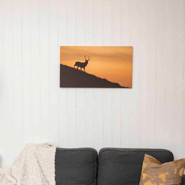 Applecross Photographic Gallery Image Torgarve Stag, Applecross Wildlife Torgarve Stag, Applecross Wildlife