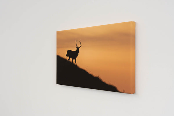 My Store Image Medium Canvas 28"x16" Torgarve Stag, Applecross Fauna