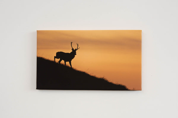 My Store Image Small Canvas  14"x8" Torgarve Stag, Applecross Fauna