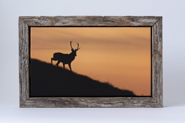 My Store Image Small Framed Canvas Torgarve Stag, Applecross Fauna