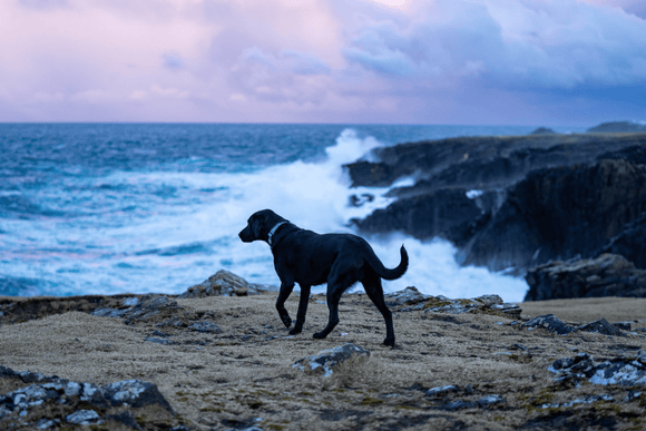 A labrador walking along a cliff on the Isle of Lewis, with the sea ahead