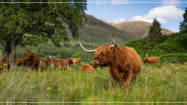 Exploring Scottish Shielings in Applecross