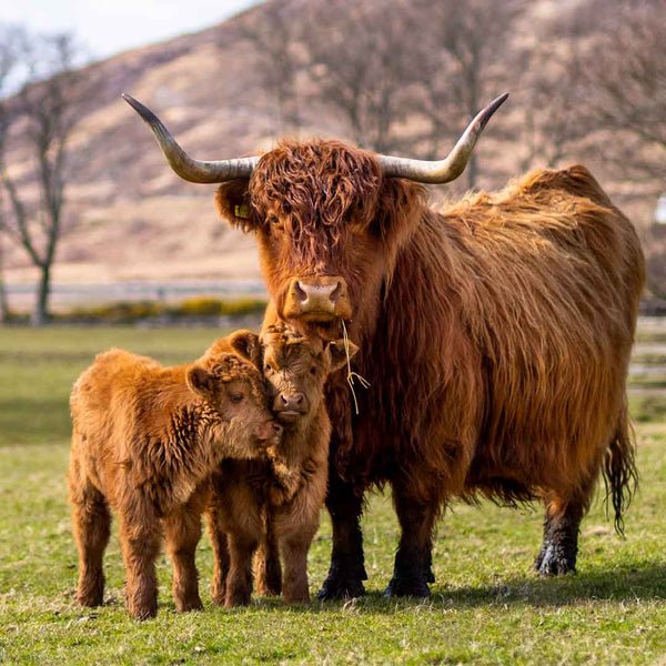 Applecross Gallery - Photography By Jack Marris Greeting Card Greeting Card, Bonnie Twins, Applecross Wildlife, Photographed By Jack Marris Greeting Card, Bonnie Twins, Applecross Wildlife, Photographed By Jack Marris