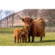 Applecross Gallery - Photography By Jack Marris Greeting Card Greeting Card, Bonnie Twins, Applecross Wildlife, Photographed By Jack Marris Greeting Card, Bonnie Twins, Applecross Wildlife, Photographed By Jack Marris