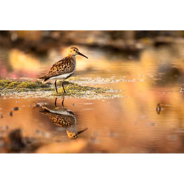 Applecross Gallery - Photography By Jack Marris Greeting Card Greeting Card, Dunlin, Applecross Wildlife, Photographed By Jack Marris Greeting Card, Dunlin, Applecross Wildlife, Photographed By Jack Marris