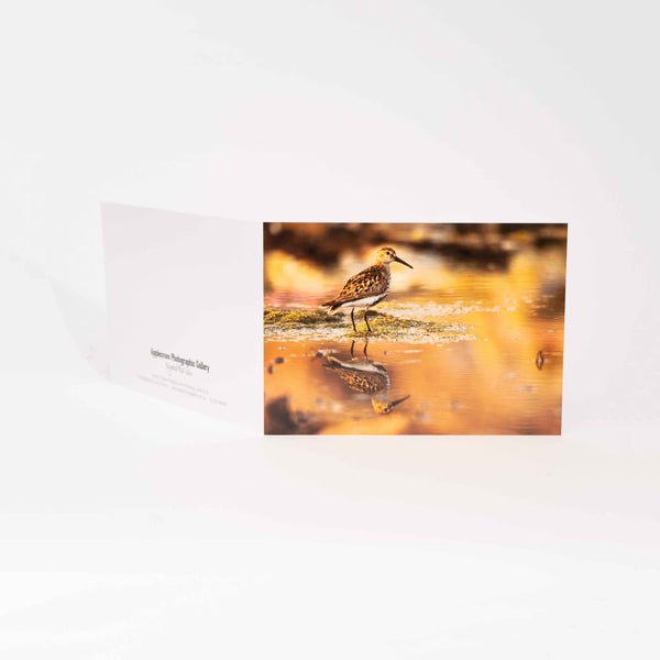 Applecross Gallery - Photography By Jack Marris Greeting Card Greeting Card, Dunlin, Applecross Wildlife, Photographed By Jack Marris Greeting Card, Dunlin, Applecross Wildlife, Photographed By Jack Marris