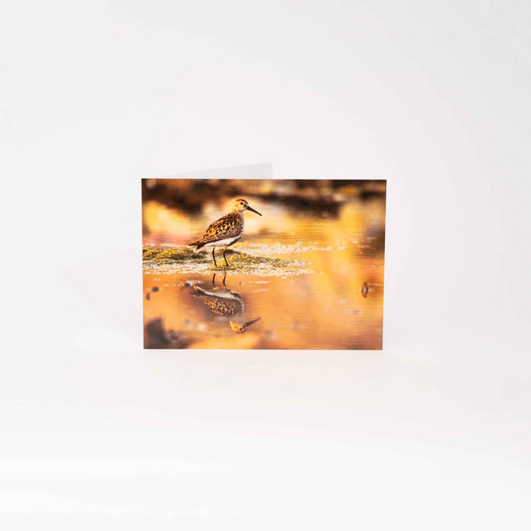 Applecross Gallery - Photography By Jack Marris Greeting Card Greeting Card, Dunlin, Applecross Wildlife, Photographed By Jack Marris Greeting Card, Dunlin, Applecross Wildlife, Photographed By Jack Marris