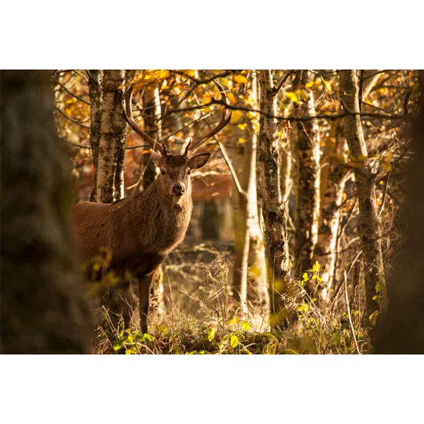 Applecross Gallery - Photography By Jack Marris Greeting Card Greeting Card, Faoilinn Stag, Applecross Wildlife, Photographed By Jack Marris Greeting Card, Faoilinn Stag, Applecross Wildlife, Photographed By Jack Marris