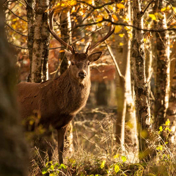 Applecross Gallery - Photography By Jack Marris Greeting Card Greeting Card, Faoilinn Stag, Applecross Wildlife, Photographed By Jack Marris Greeting Card, Faoilinn Stag, Applecross Wildlife, Photographed By Jack Marris