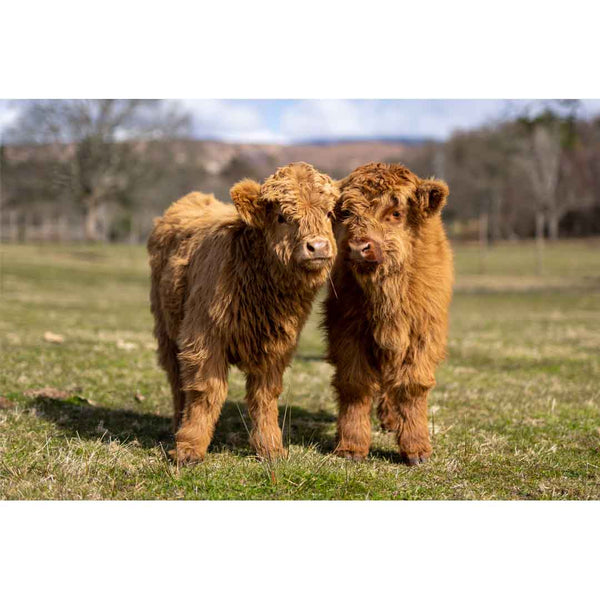 Applecross Gallery - Photography By Jack Marris Greeting Card Greeting Card, Flora and Calum, Applecross Wildlife, Photographed By Jack Marris Greeting Card, Flora and Calum, Applecross Wildlife, Photographed By Jack Marris