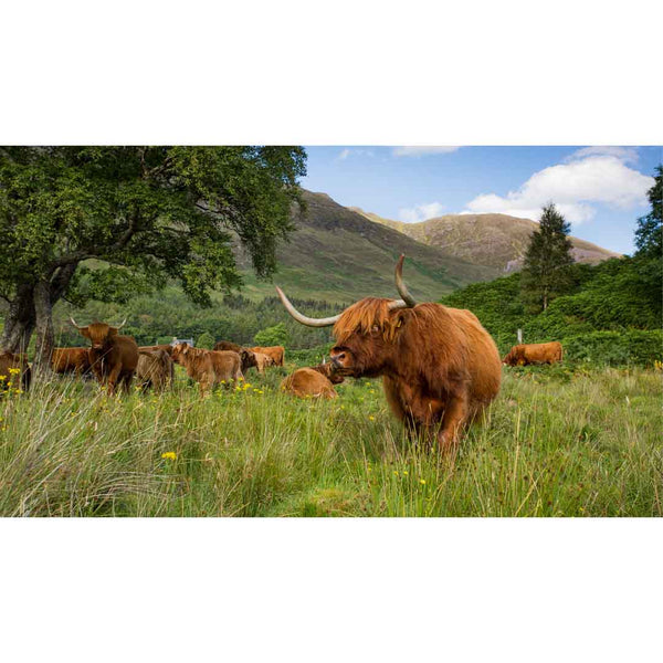 Applecross Gallery - Photography By Jack Marris Greeting Card Greeting Card, Highland Coo, Applecross Wildlife, Photographed By Jack Marris Greeting Card, Highland Coo, Applecross Wildlife, Photographed By Jack Marris