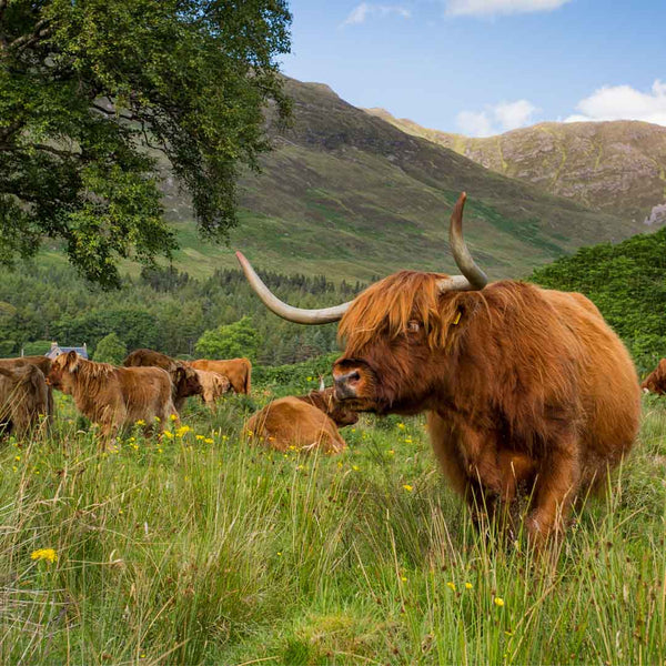 Applecross Gallery - Photography By Jack Marris Greeting Card Greeting Card, Highland Coo, Applecross Wildlife, Photographed By Jack Marris Greeting Card, Highland Coo, Applecross Wildlife, Photographed By Jack Marris