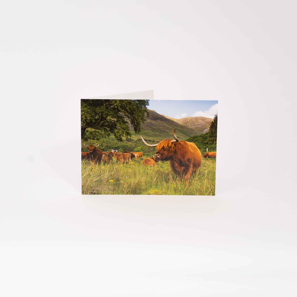 Applecross Gallery - Photography By Jack Marris Greeting Card Greeting Card, Highland Coo, Applecross Wildlife, Photographed By Jack Marris Greeting Card, Highland Coo, Applecross Wildlife, Photographed By Jack Marris