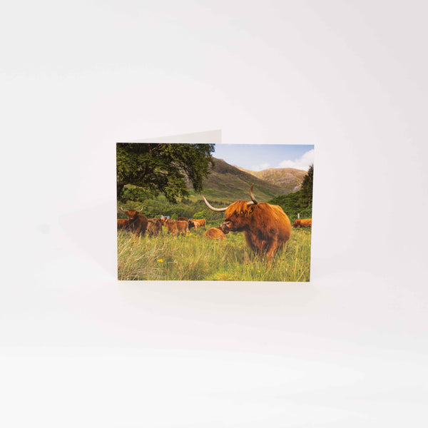 Applecross Gallery - Photography By Jack Marris Greeting Card Greeting Card, Highland Coo, Applecross Wildlife, Photographed By Jack Marris Greeting Card, Highland Coo, Applecross Wildlife, Photographed By Jack Marris