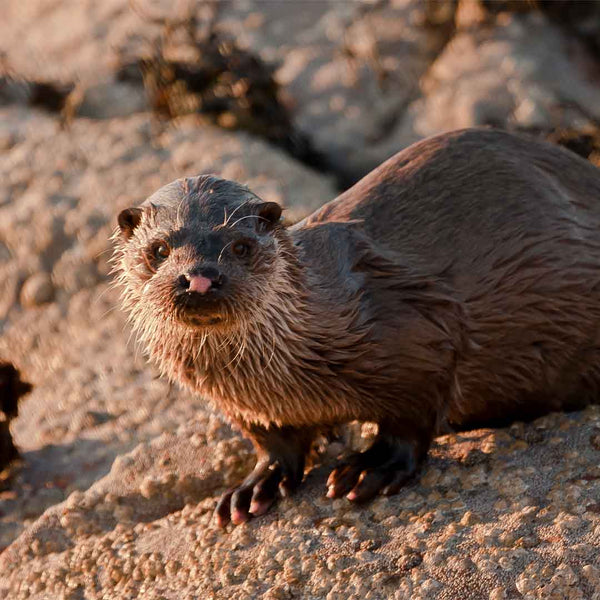 Applecross Gallery - Photography By Jack Marris Greeting Card Greeting Card, Otter, Applecross Wildlife, Photographed By Jack Marris Greeting Card, Otter, Applecross Wildlife, Photographed By Jack Marris