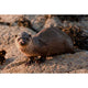 Applecross Gallery - Photography By Jack Marris Greeting Card Greeting Card, Otter, Applecross Wildlife, Photographed By Jack Marris Greeting Card, Otter, Applecross Wildlife, Photographed By Jack Marris