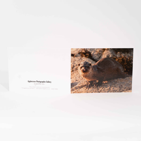 Applecross Gallery - Photography By Jack Marris Greeting Card Greeting Card, Otter, Applecross Wildlife, Photographed By Jack Marris Greeting Card, Otter, Applecross Wildlife, Photographed By Jack Marris