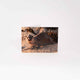 Applecross Gallery - Photography By Jack Marris Greeting Card Greeting Card, Otter, Applecross Wildlife, Photographed By Jack Marris Greeting Card, Otter, Applecross Wildlife, Photographed By Jack Marris