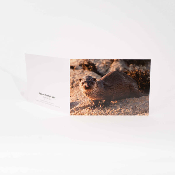 Applecross Gallery - Photography By Jack Marris Greeting Card Greeting Card, Otter, Applecross Wildlife, Photographed By Jack Marris Greeting Card, Otter, Applecross Wildlife, Photographed By Jack Marris