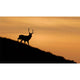 Applecross Gallery - Photography By Jack Marris Greeting Card Greeting Card, Stag Silhouette, Applecross Wildlife, Photographed By Jack Marris Greeting Card, Stag Silhouette, Applecross Wildlife, Photographed By Jack Marris