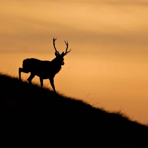 Applecross Gallery - Photography By Jack Marris Greeting Card Greeting Card, Stag Silhouette, Applecross Wildlife, Photographed By Jack Marris Greeting Card, Stag Silhouette, Applecross Wildlife, Photographed By Jack Marris