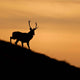 Applecross Gallery - Photography By Jack Marris Greeting Card Greeting Card, Stag Silhouette, Applecross Wildlife, Photographed By Jack Marris Greeting Card, Stag Silhouette, Applecross Wildlife, Photographed By Jack Marris