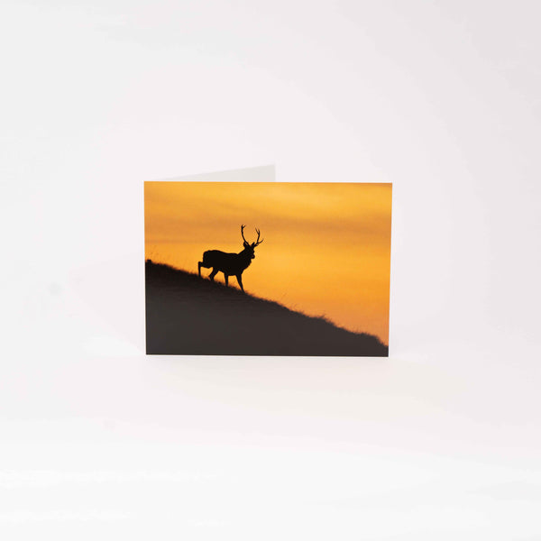 Applecross Gallery - Photography By Jack Marris Greeting Card Greeting Card, Stag Silhouette, Applecross Wildlife, Photographed By Jack Marris Greeting Card, Stag Silhouette, Applecross Wildlife, Photographed By Jack Marris