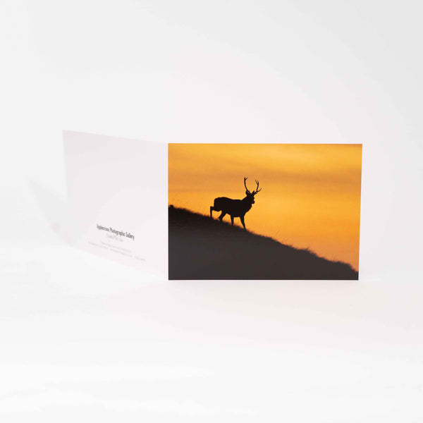 Applecross Gallery - Photography By Jack Marris Greeting Card Greeting Card, Stag Silhouette, Applecross Wildlife, Photographed By Jack Marris Greeting Card, Stag Silhouette, Applecross Wildlife, Photographed By Jack Marris