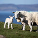 Applecross Gallery - Photography By Jack Marris Greeting Card Greeting Card, Twin Lambs, Applecross Wildlife, Photographed by Jack Marris Greeting Card, Twin Lambs, Applecross Wildlife, Photographed by Jack Marris