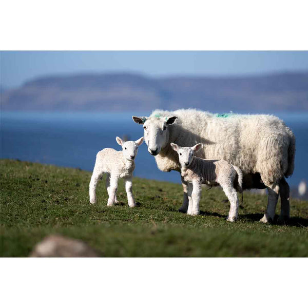 Applecross Gallery - Photography By Jack Marris Greeting Card Greeting Card, Twin Lambs, Applecross Wildlife, Photographed by Jack Marris Greeting Card, Twin Lambs, Applecross Wildlife, Photographed by Jack Marris