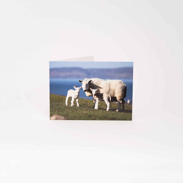 Applecross Gallery - Photography By Jack Marris Greeting Card Greeting Card, Twin Lambs, Applecross Wildlife, Photographed by Jack Marris Greeting Card, Twin Lambs, Applecross Wildlife, Photographed by Jack Marris