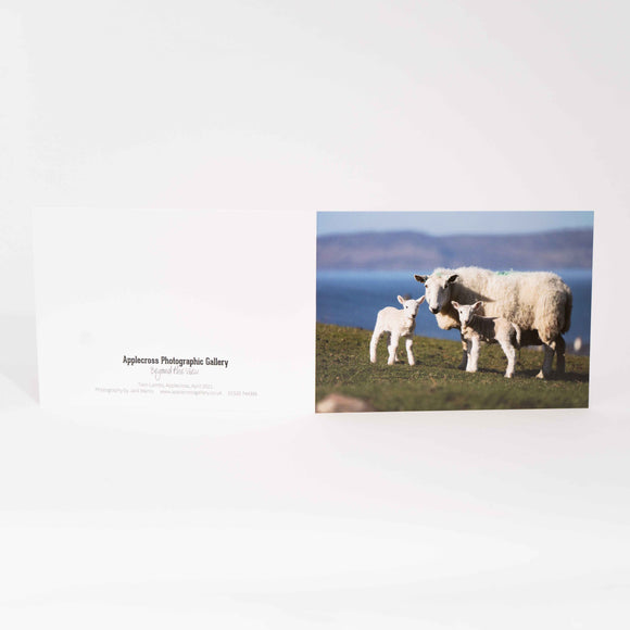 Applecross Gallery - Photography By Jack Marris Greeting Card Greeting Card, Twin Lambs, Applecross Wildlife, Photographed by Jack Marris Greeting Card, Twin Lambs, Applecross Wildlife, Photographed by Jack Marris