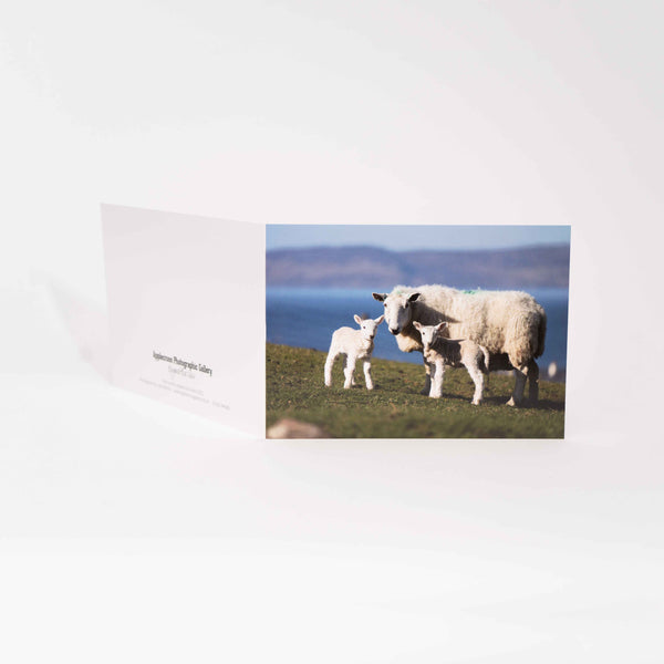 Applecross Gallery - Photography By Jack Marris Greeting Card Greeting Card, Twin Lambs, Applecross Wildlife, Photographed by Jack Marris Greeting Card, Twin Lambs, Applecross Wildlife, Photographed by Jack Marris