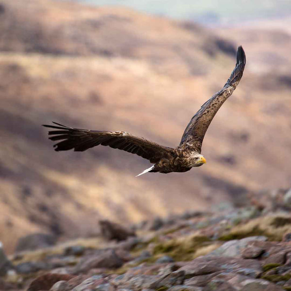 Applecross Gallery - Photography By Jack Marris Greeting Card Greeting Card, White Tailed Eagle, Applecross Wildlife, Photographed By Jack Marris Greeting Card, White Tailed Eagle, Applecross Wildlife, Photographed By Jack Marris