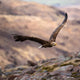 Applecross Gallery - Photography By Jack Marris Greeting Card Greeting Card, White Tailed Eagle, Applecross Wildlife, Photographed By Jack Marris Greeting Card, White Tailed Eagle, Applecross Wildlife, Photographed By Jack Marris