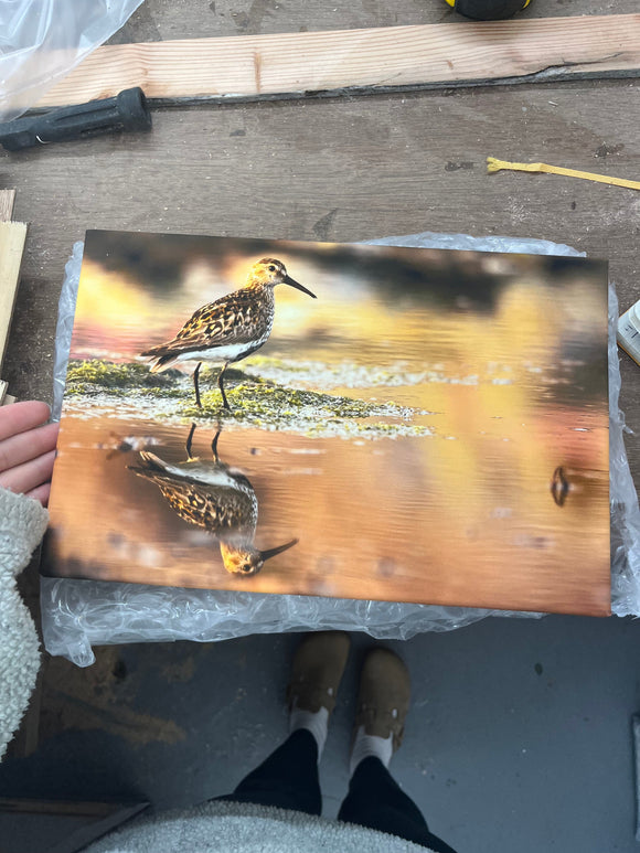 Applecross Gallery - Photography By Jack Marris Outlet Dunlin Photographed by Jack Marris Canvas 12x8 inches Outlet Dunlin Photographed by Jack Marris Canvas 12x8 inches