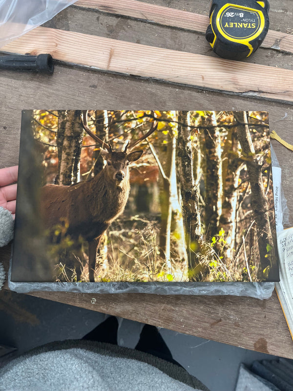 Applecross Gallery - Photography By Jack Marris Outlet Faoilinn Stag Photographed by Jack Marris Canvas 12x8 inches Outlet Faoilinn Stag Photographed by Jack Marris Canvas 12x8 inches