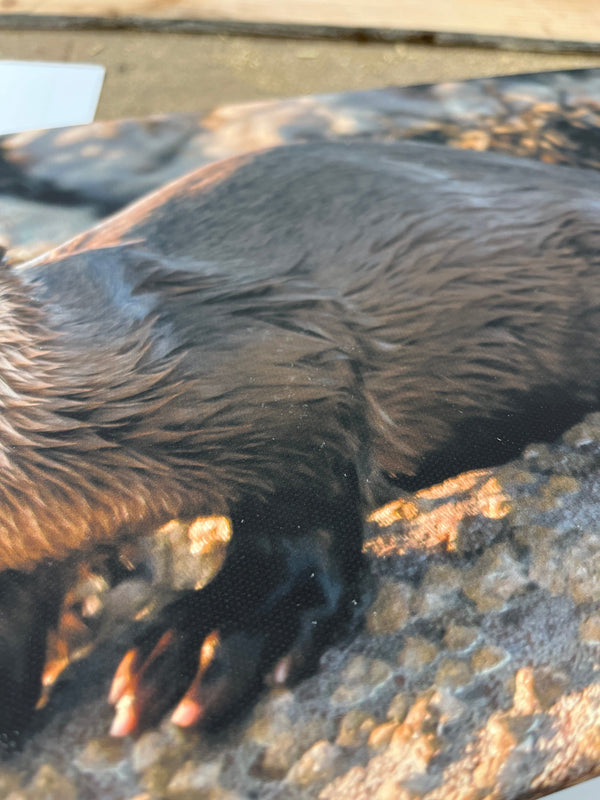 Applecross Gallery - Photography By Jack Marris Outlet Otter Photographed by Jack Marris Canvas 12x8 inches Outlet Otter Photographed by Jack Marris Canvas 12x8 inches