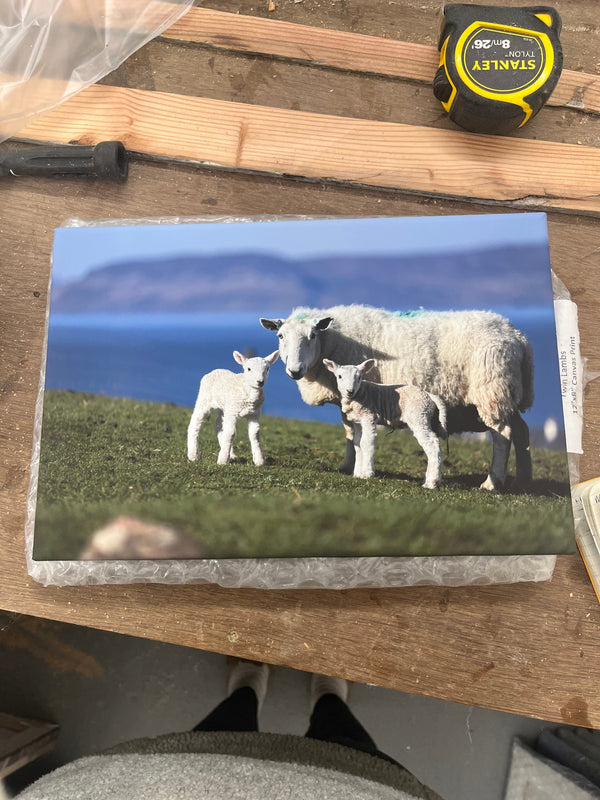 Applecross Gallery - Photography By Jack Marris Outlet Twin Lambs Photographed by Jack Marris Canvas 12x8 inches Outlet Twin Lambs Photographed by Jack Marris Canvas 12x8 inches