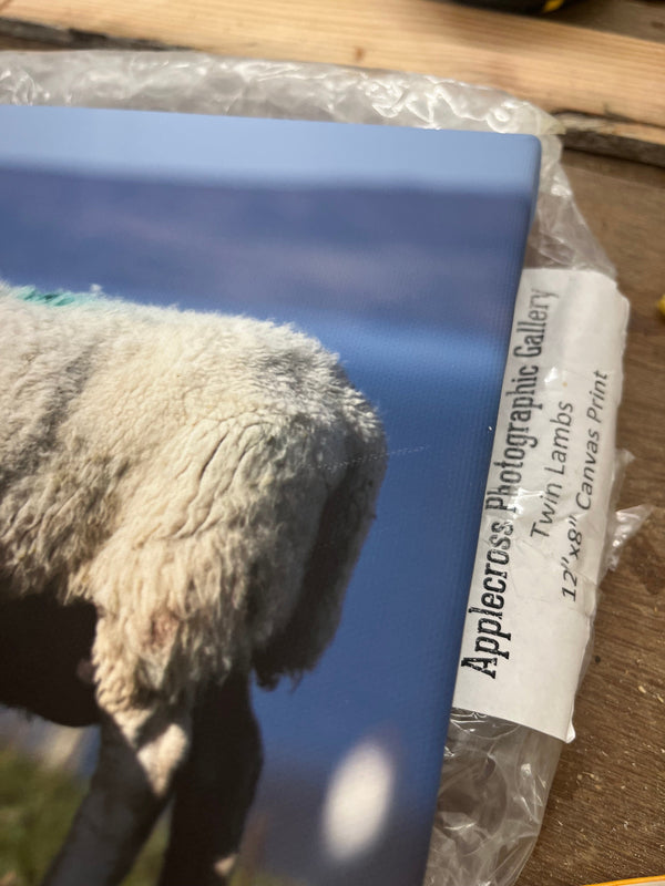 Applecross Gallery - Photography By Jack Marris Outlet Twin Lambs Photographed by Jack Marris Canvas 12x8 inches Outlet Twin Lambs Photographed by Jack Marris Canvas 12x8 inches