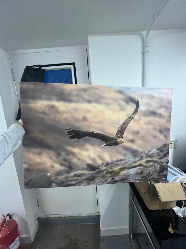 Applecross Gallery - Photography By Jack Marris Outlet White Tailed Eagle Photographed by Jack Marris Canvas 36x24 inches Outlet White Tailed Eagle Photographed by Jack Marris Canvas 36x24 inches