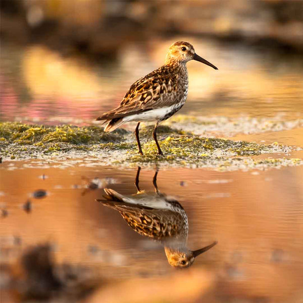 Applecross Photographic Gallery Image Dunlin, Applecross Wildlife, Photographed By Jack Marris Dunlin, Applecross Wildlife, Photographed By Jack Marris