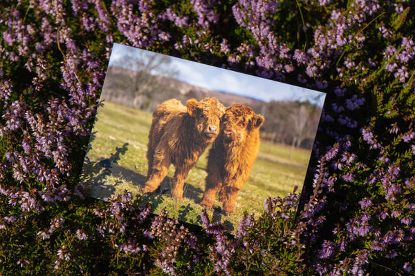 Applecross Photographic Gallery Image Flora and Calum, Applecross Wildlife, Photographed By Jack Marris Flora and Calum, Applecross Wildlife, Photographed By Jack Marris