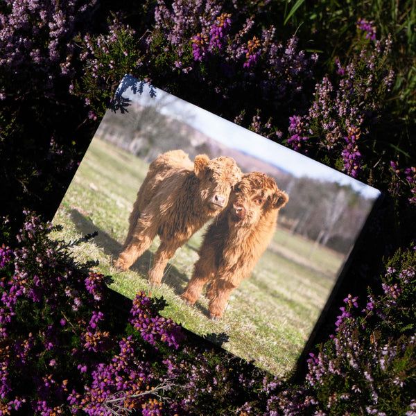 Applecross Photographic Gallery Image Flora and Calum, Applecross Wildlife, Photographed By Jack Marris Flora and Calum, Applecross Wildlife, Photographed By Jack Marris