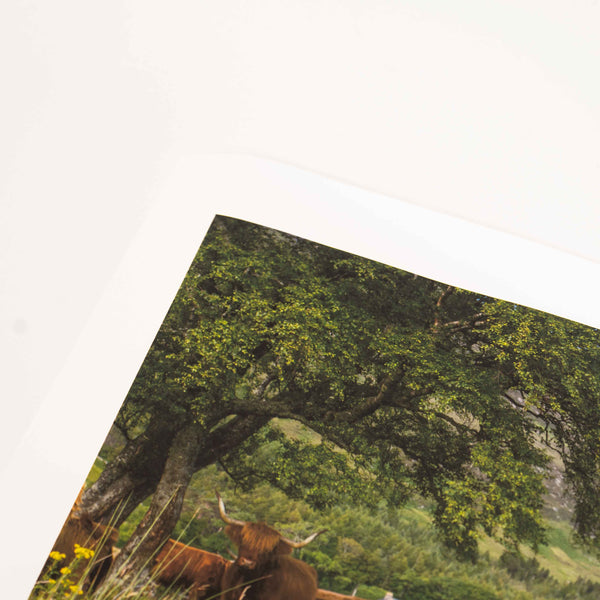 Applecross Photographic Gallery Image Highland Coo, Applecross Wildlife Highland Coo, Applecross Wildlife