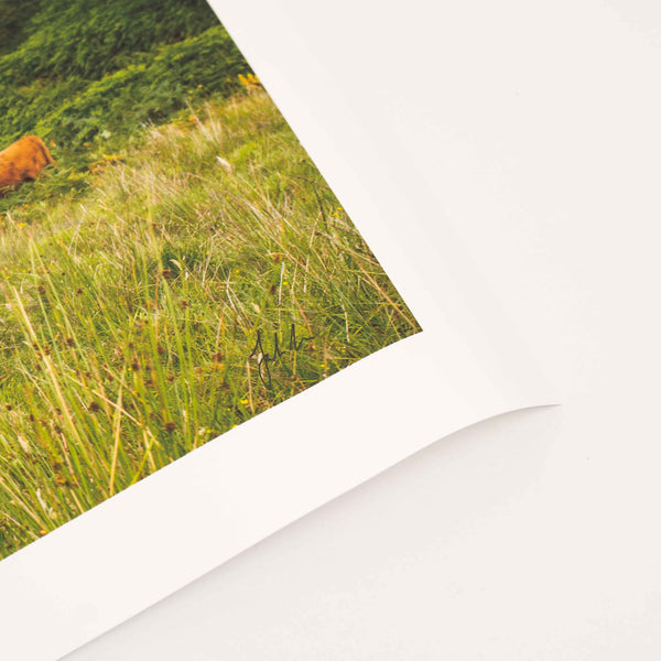 Applecross Photographic Gallery Image Highland Coo, Applecross Wildlife Highland Coo, Applecross Wildlife